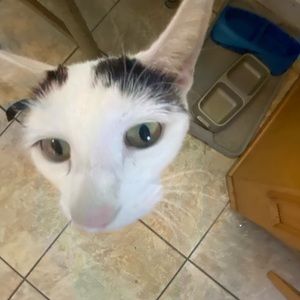 Meet your Posher, Ella